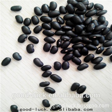 black kidney beans small size